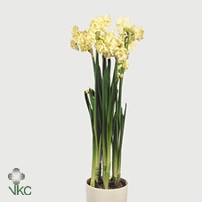 <h4>Narcis D Bridal Crow</h4>