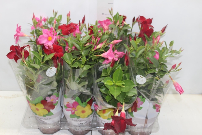 <h4>DIPLADENIA P15</h4>