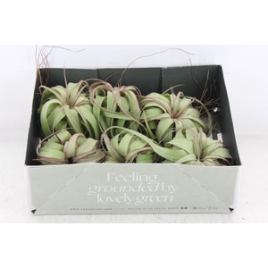 Arr3 Cp - Till. Eric Knobloch