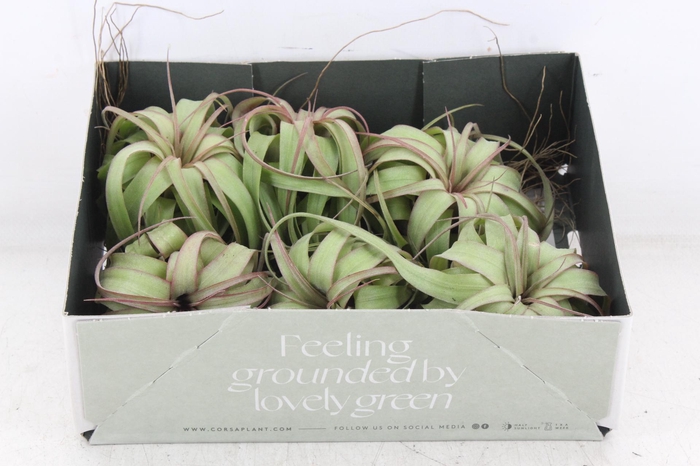 <h4>arr3 CP - Till. Eric knobloch</h4>