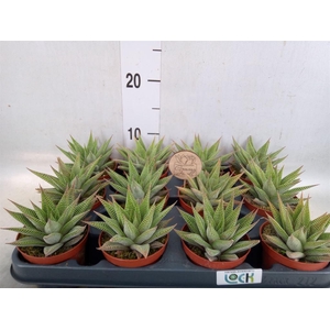 Haworthia limifolia 'Spider White'