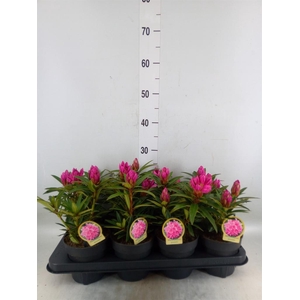 Rhododendron pon.  ...