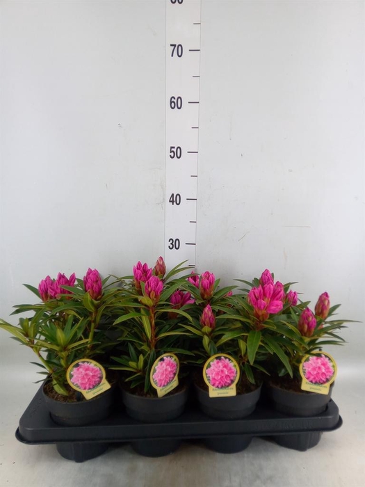 <h4>Rhododendron pon.  ...</h4>