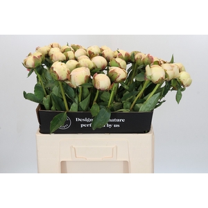 Paeonia Bowl Of Cream