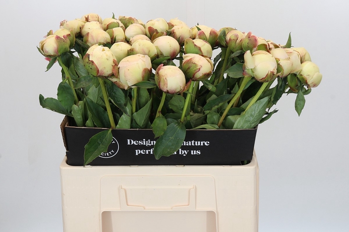 <h4>Paeonia Bowl Of Cream</h4>