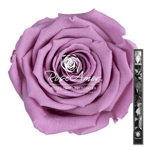 60cm Stem Vio02