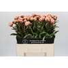 Paeonia Albert Crousse
