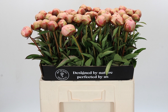 Paeonia Albert Crousse