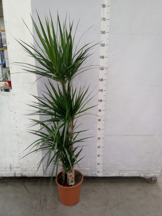 <h4>Dracaena marg.</h4>