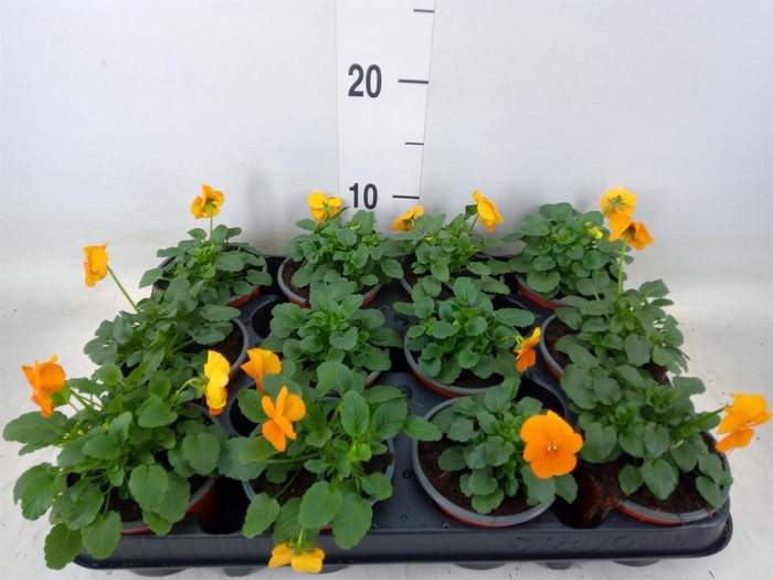 <h4>Viola corn. 'Evo Mini Deep Orange'</h4>