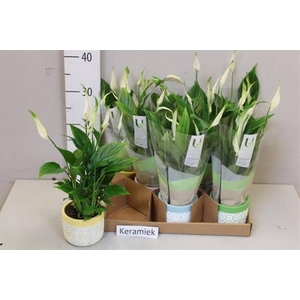 ARR SPATHIPHYLLUM