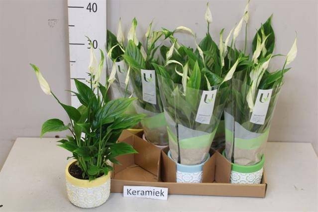<h4>ARR SPATHIPHYLLUM</h4>