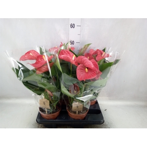 Anthurium andr. 'Casparo'