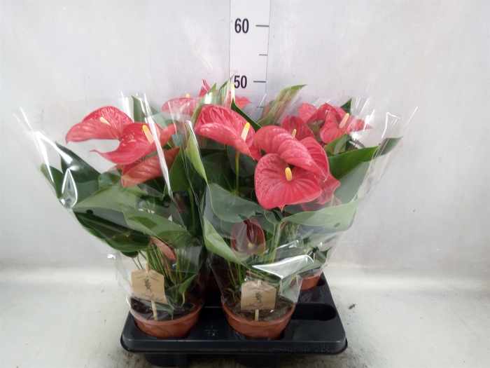 Anthurium andr. 'Casparo'