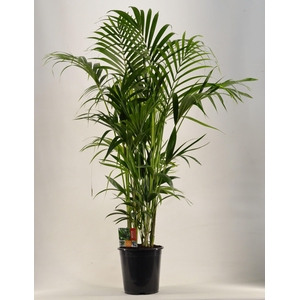 KENTIA - P27 H170 - 12PP (Howea forsteriana)