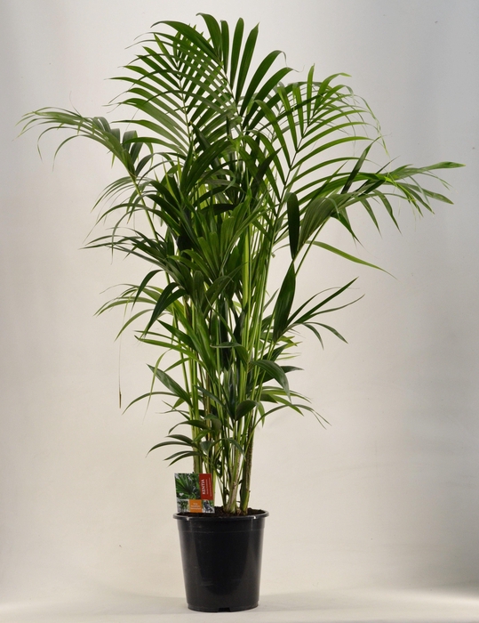 <h4>KENTIA - P27 H170 - 12PP (Howea forsteriana)</h4>