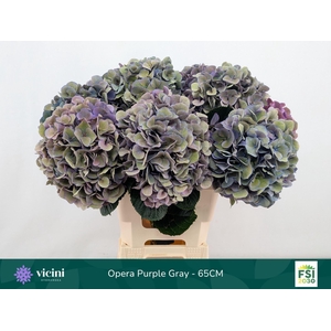 Hydrangea  'Royal Opera'   CL