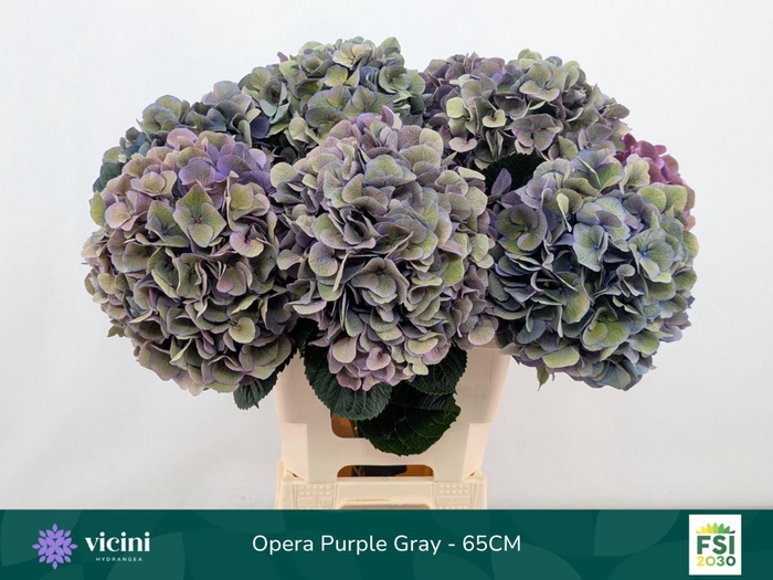 <h4>Hydrangea  'Royal Opera'   CL</h4>