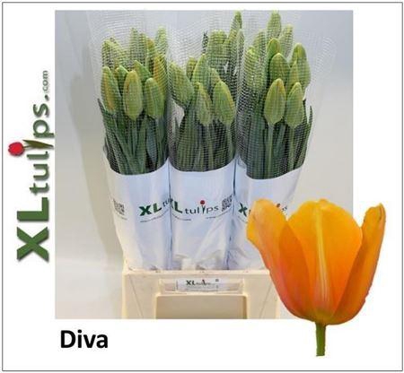<h4>Tu Fr En Diva Oranje</h4>