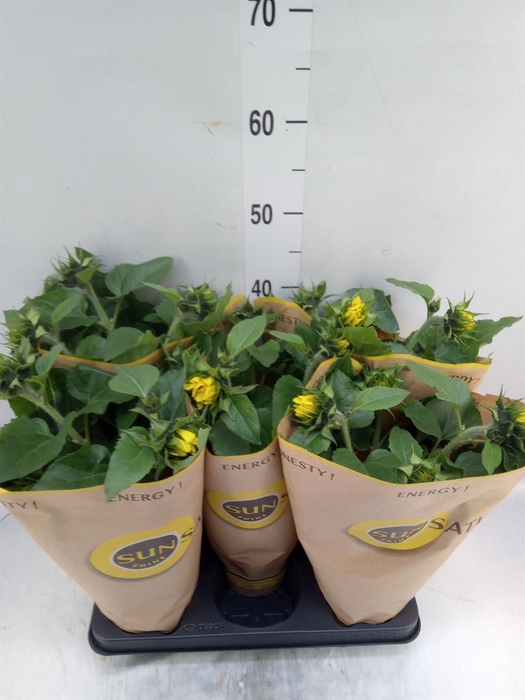 <h4>Helianthus an. 'Sunsation'</h4>