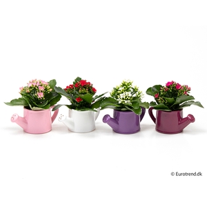 KALANCHOE BLOSSF p6 E 3093