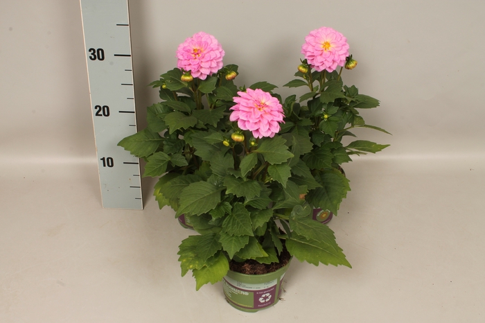 <h4>Dahlia Pink</h4>