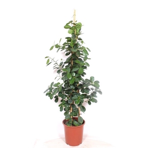 Ficus Green Island