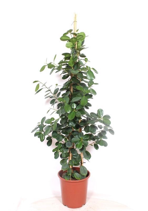 <h4>Ficus Green Island</h4>