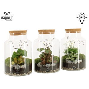 90908: Terrarium arrangement