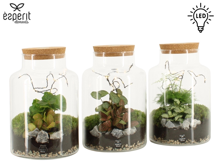 <h4>90908: Terrarium arrangement</h4>