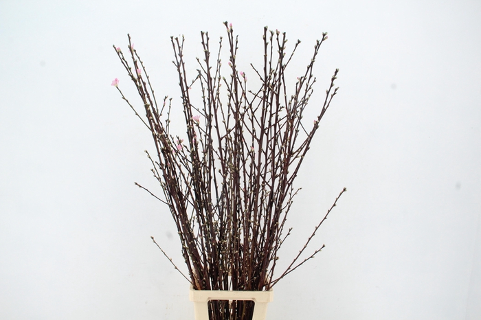 <h4>PERZIKBLOESEM PINK PER BUNCH 100CM</h4>