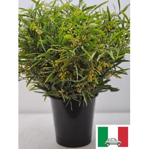 ACACIA FLORIBUNDA PB