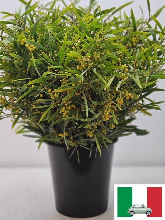 ACACIA FLORIBUNDA PB