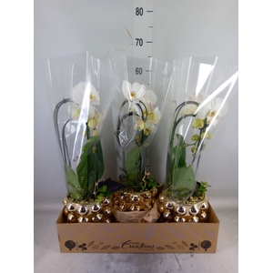 Arr.  Phalaenopsis  H%