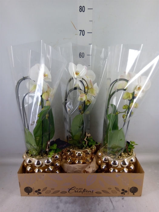 <h4>Arr.  Phalaenopsis  H%</h4>