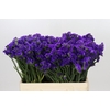 Limonium Sinuatum Navy Sun Birds