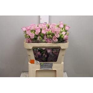 Camp M Champion Pink