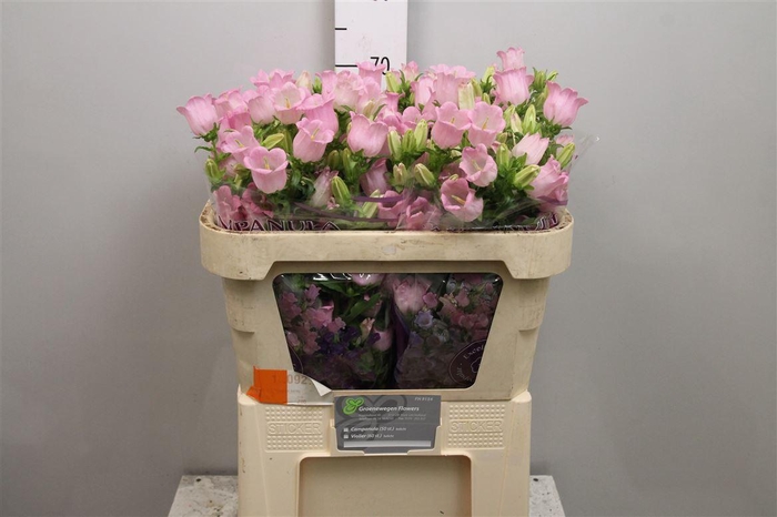 <h4>Camp M Champion Pink</h4>