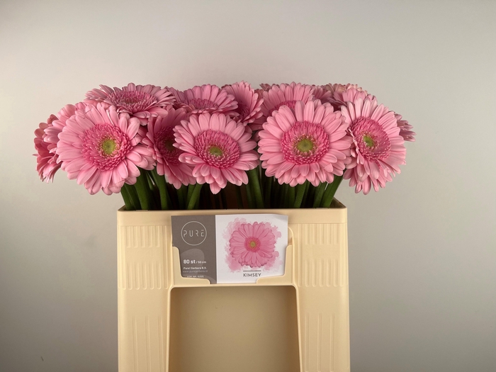 <h4>GE MI KIMSEY</h4>