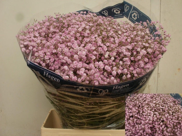 <h4>GYPS PA MY PINK</h4>