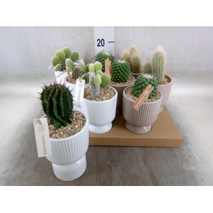 Cactus   ...