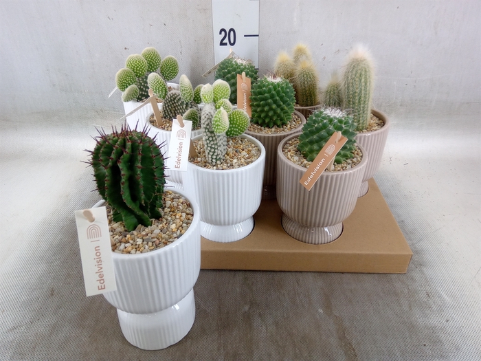 <h4>Cactus   ...</h4>
