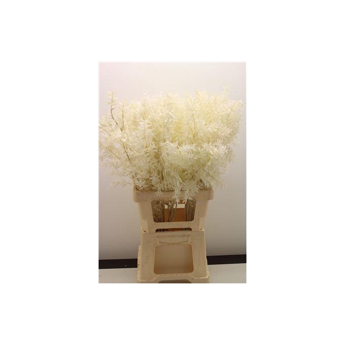 <h4>Dr Ruscus Bleached Naturel</h4>