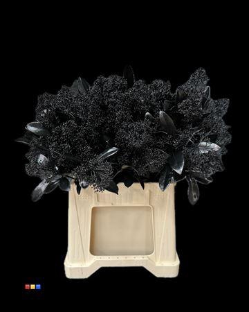 <h4>Skimmia Black</h4>