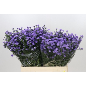 Aster Baby Blue
