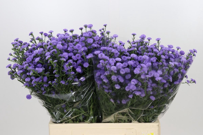 <h4>Aster Baby Blue</h4>