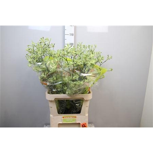 Anigozanthos   ...