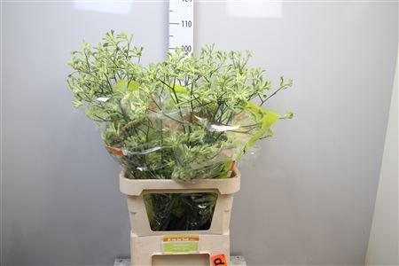<h4>Anigozanthos   ...</h4>