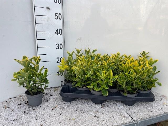 <h4>EUONYMUS JAPONICUS</h4>