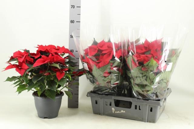 <h4>EUPHOR P CHR F RED</h4>